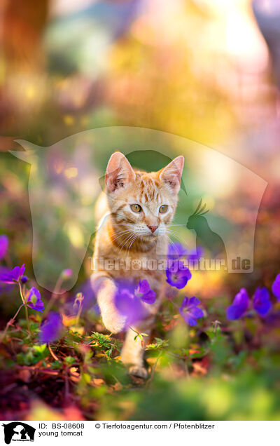 young tomcat / BS-08608