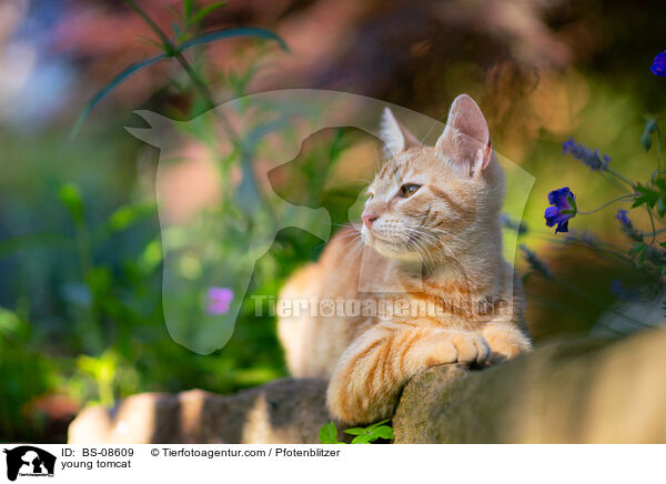 young tomcat / BS-08609