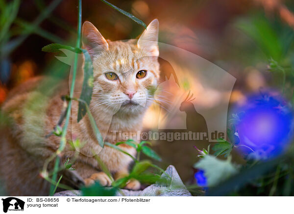 young tomcat / BS-08656