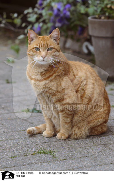 red cat / HS-01693