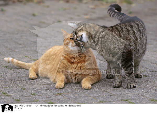 2 cats / HS-01695
