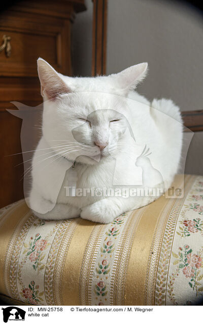 white cat / MW-25758