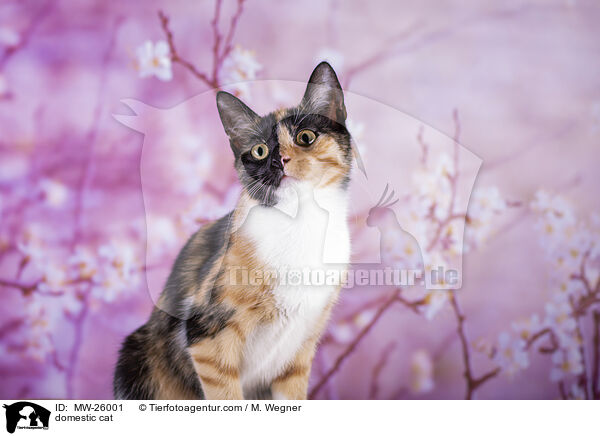 Hauskatze / domestic cat / MW-26001