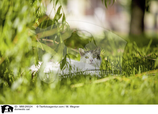 Hauskatze / domestic cat / MW-26024