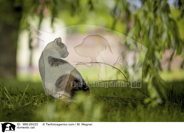 Hauskatze / domestic cat / MW-26025