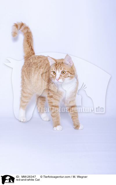 red-and-white Cat / MW-26347
