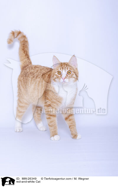 red-and-white Cat / MW-26349