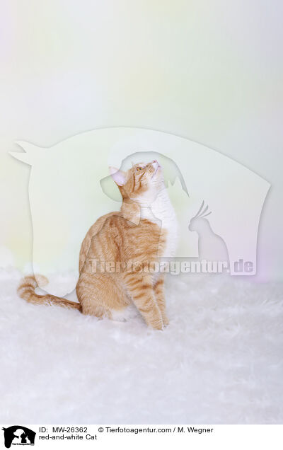 red-and-white Cat / MW-26362
