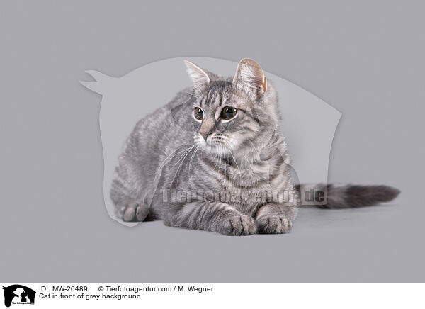 Katze vor grauem Hintergrund / Cat in front of grey background / MW-26489