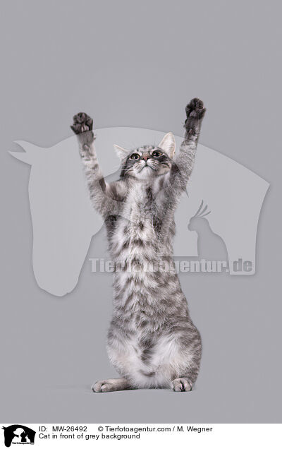Katze vor grauem Hintergrund / Cat in front of grey background / MW-26492