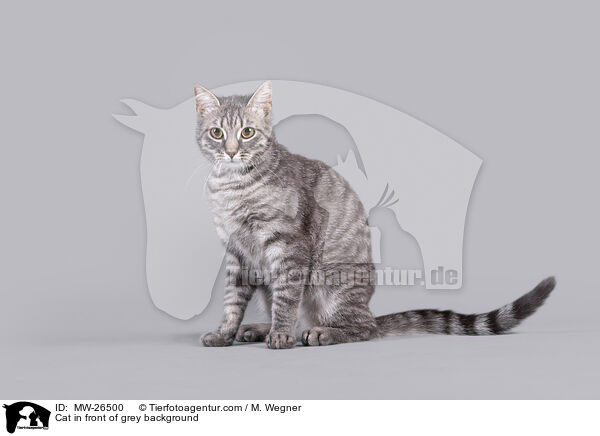 Katze vor grauem Hintergrund / Cat in front of grey background / MW-26500