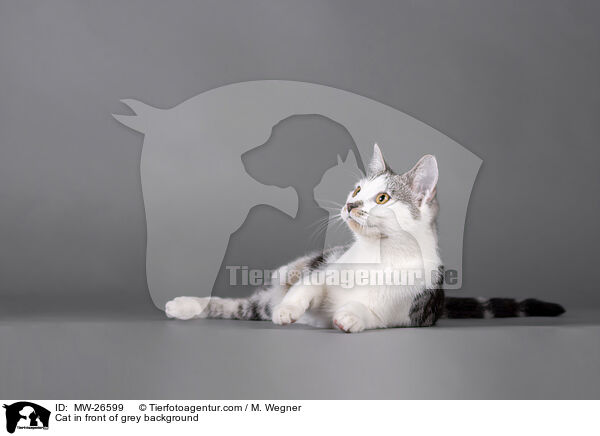 Cat in front of grey background / MW-26599