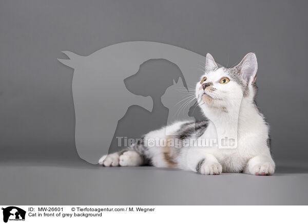 Cat in front of grey background / MW-26601