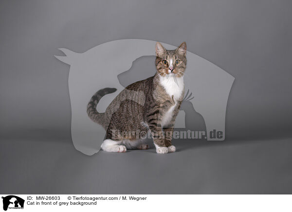 Cat in front of grey background / MW-26603