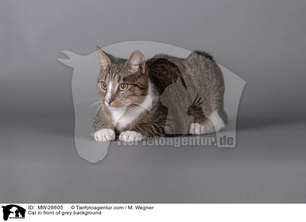 Cat in front of grey background / MW-26605