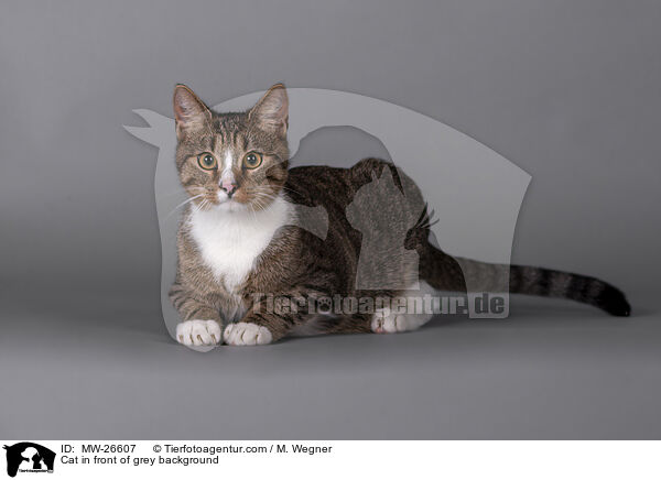 Cat in front of grey background / MW-26607