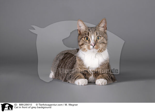 Cat in front of grey background / MW-26610