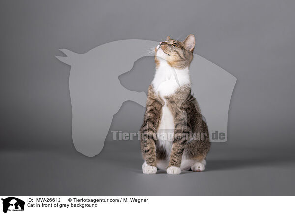 Cat in front of grey background / MW-26612