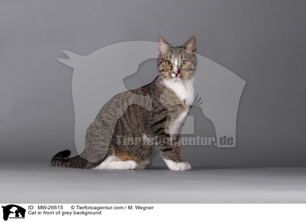 Cat in front of grey background / MW-26615