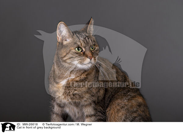 Cat in front of grey background / MW-26618