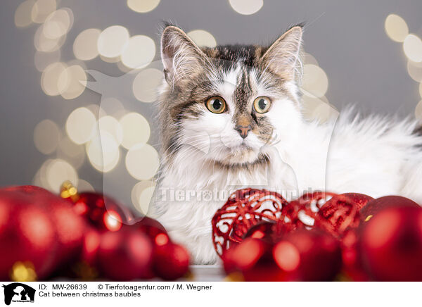 Cat between christmas baubles / MW-26639