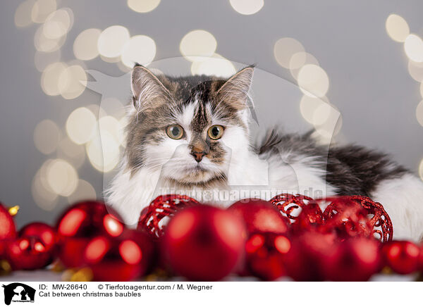Cat between christmas baubles / MW-26640