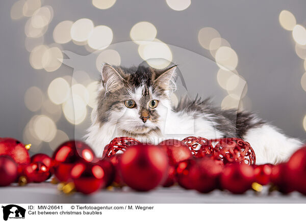 Cat between christmas baubles / MW-26641