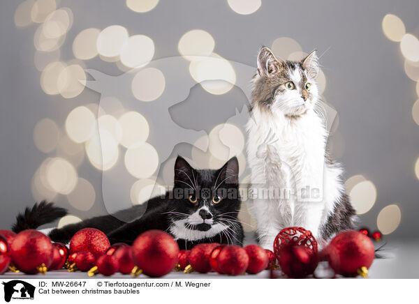 Cat between christmas baubles / MW-26647