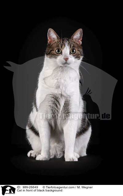Cat in front of black background / MW-26649