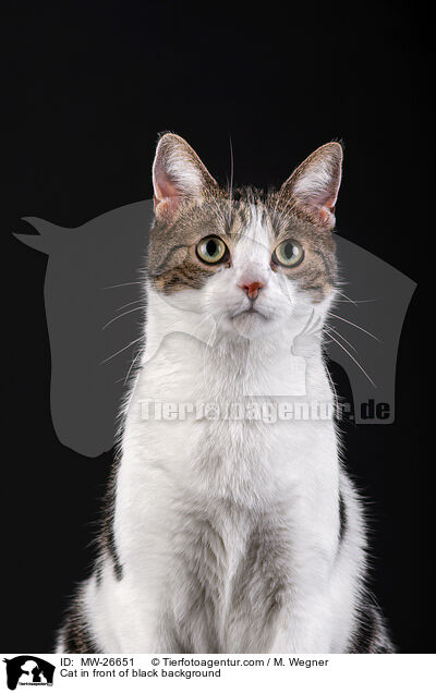 Cat in front of black background / MW-26651