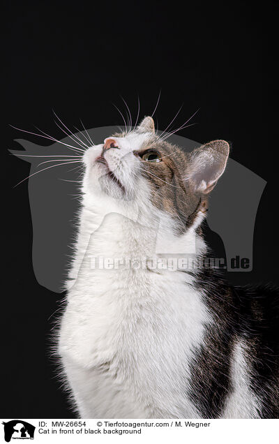 Cat in front of black background / MW-26654