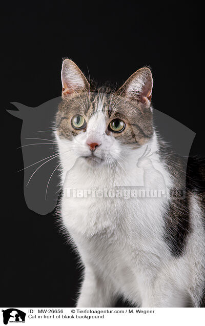Cat in front of black background / MW-26656