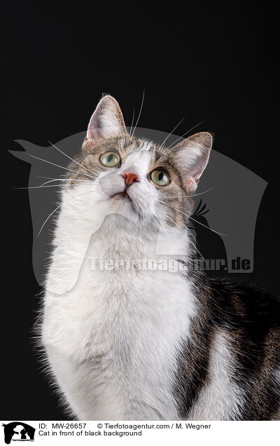 Cat in front of black background / MW-26657