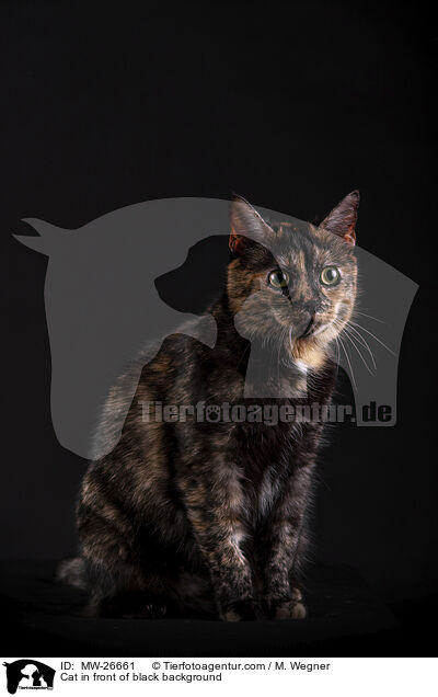Cat in front of black background / MW-26661