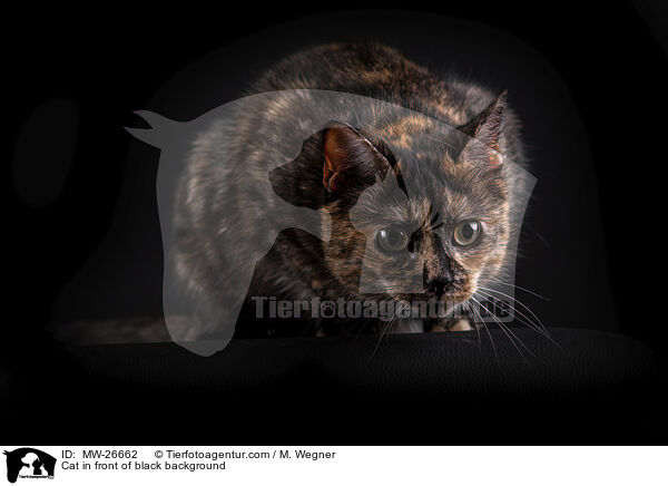 Cat in front of black background / MW-26662