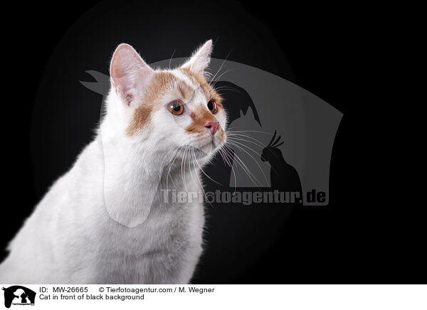 Cat in front of black background / MW-26665