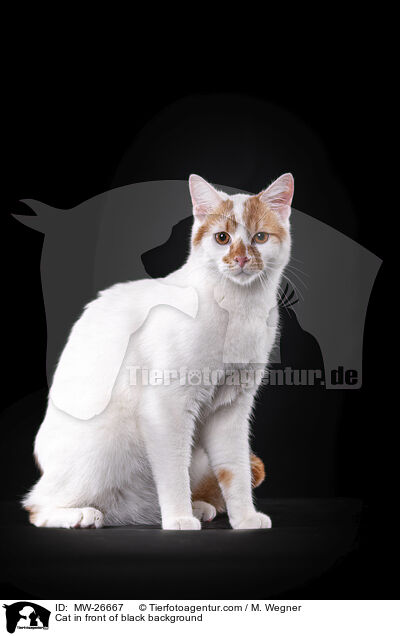 Cat in front of black background / MW-26667