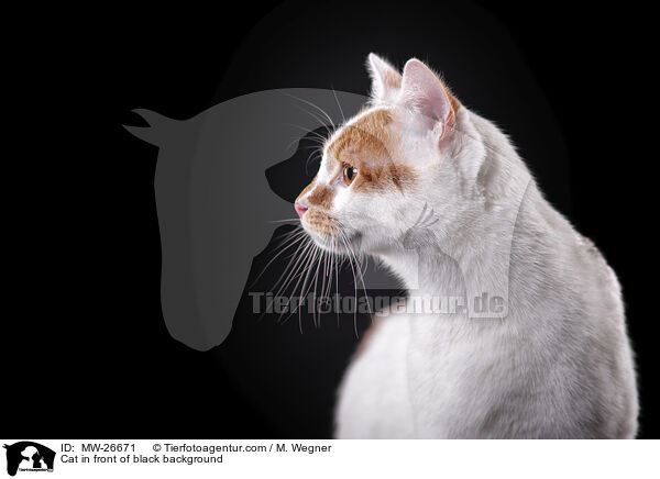 Cat in front of black background / MW-26671