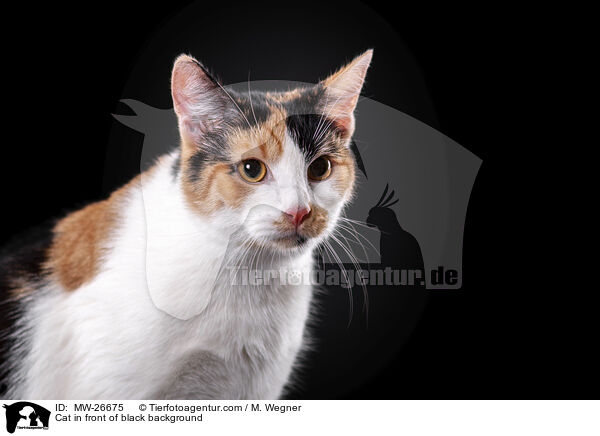Cat in front of black background / MW-26675
