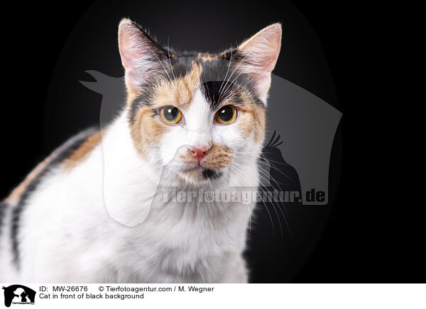 Cat in front of black background / MW-26676