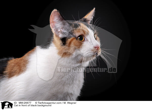 Cat in front of black background / MW-26677