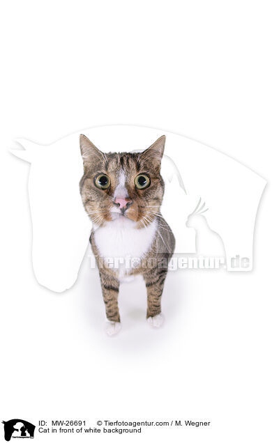 Cat in front of white background / MW-26691