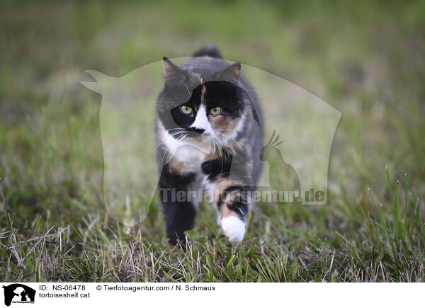 tortoiseshell cat / NS-06478