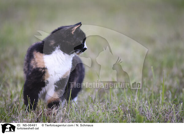 tortoiseshell cat / NS-06481