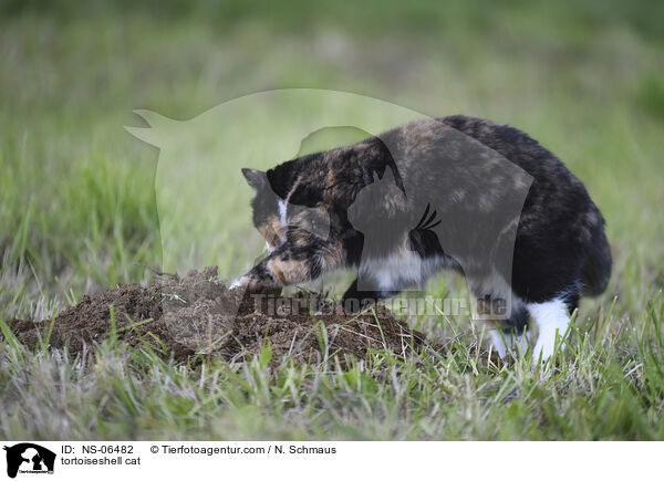 tortoiseshell cat / NS-06482