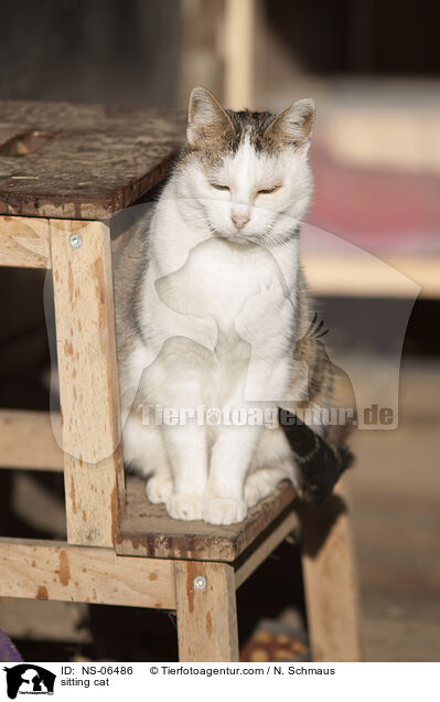sitting cat / NS-06486