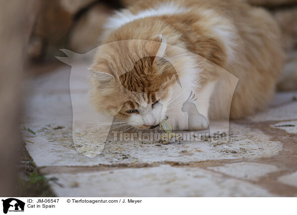 Cat in Spain / JM-06547