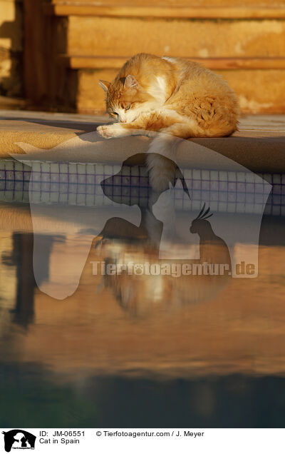 Cat in Spain / JM-06551