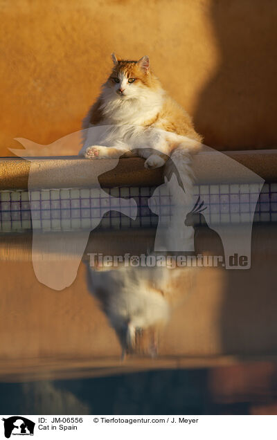 Katze in Spanien / Cat in Spain / JM-06556