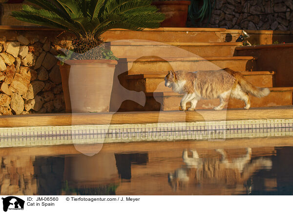 Katze in Spanien / Cat in Spain / JM-06560
